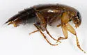 Tachinus limbatus - photo 3
