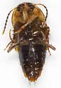 Tachinus limbatus - photo 4