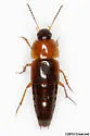 Tachinus limbatus - photo 5