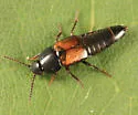 Tachinus luridus - photo 2