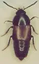 Tachinus luridus - photo 3