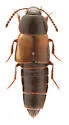 Tachinus luridus - photo 4