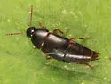 Tachinus memnonius