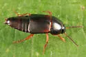 Tachinus memnonius - photo 2