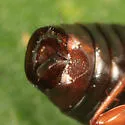 Tachinus memnonius - photo 3