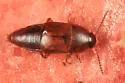 Tachinus memnonius - photo 4