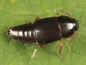 Tachinus memnonius - photo 5