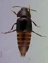 Tachinus picipes - photo 2