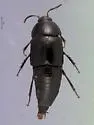 Tachinus picipes - photo 3
