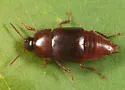 Tachinus picipes - photo 4
