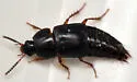 Tachinus picipes - photo 5