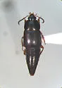 Tachinus quebecensis - Tachinus quebecensis