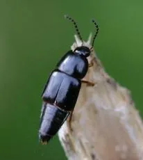 Tachinus rufipes - photo 2