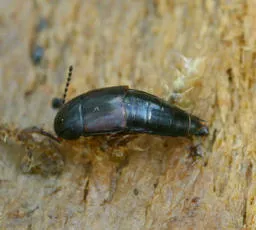 Tachinus rufipes - photo 3
