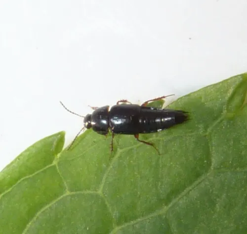 Tachinus rufipes - photo 4