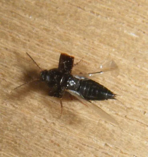 Tachinus rufipes - photo 5