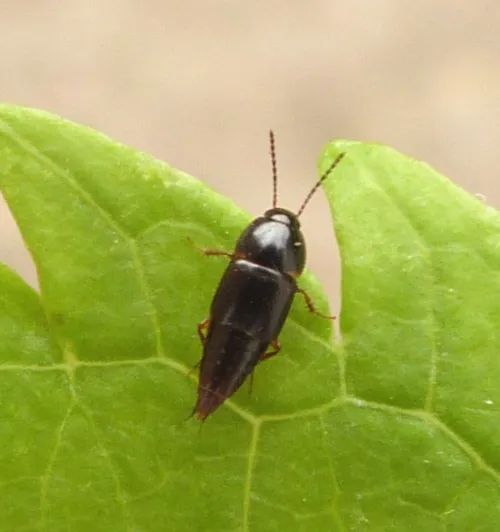Tachinus rufipes - photo 6