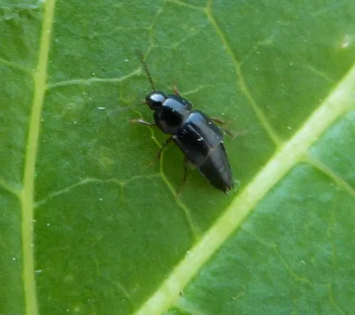 Tachinus rufipes - photo 7