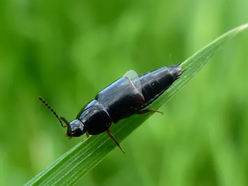 Tachinus rufipes - photo 8