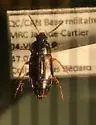 Tachinus schwarzi - Tachinus schwarzi
