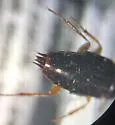 Tachinus schwarzi - photo 2