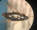 Tachinus schwarzi - photo 3