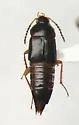 Tachinus schwarzi - photo 4