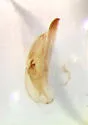 Tachinus schwarzi - photo 5