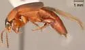 Tachinus semirufus - photo 2