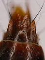 Tachinus semirufus - photo 3