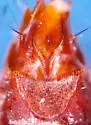 Tachinus semirufus - photo 4