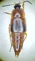 Tachinus semirufus - photo 5