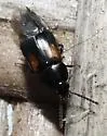Tachinus subterraneus - photo 2
