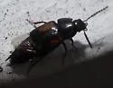 Tachinus subterraneus - photo 3