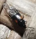 Tachinus subterraneus - photo 4