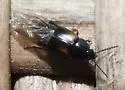 Tachinus subterraneus - photo 5