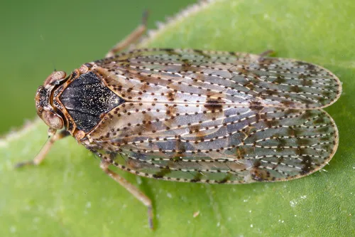 Tachycixius pilosus