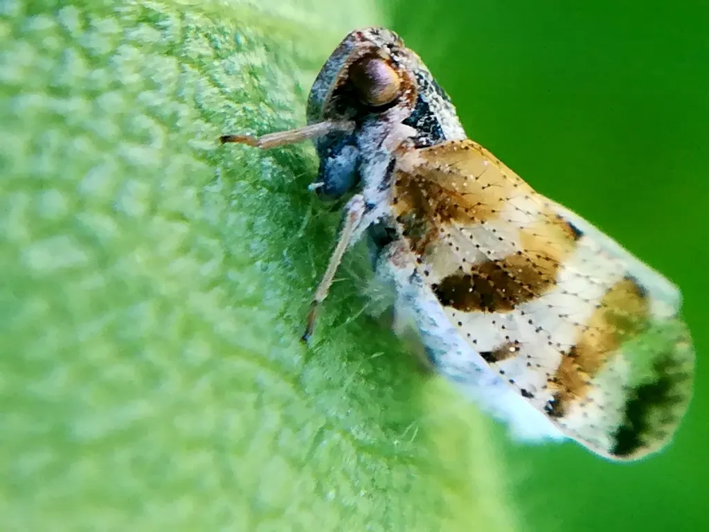 Tachycixius venustulus - photo 2