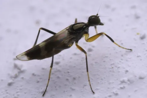 Tachydromia arrogans
