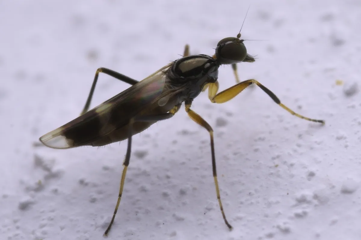Tachydromia arrogans - photo 3