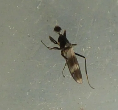 Tachydromia umbrarum