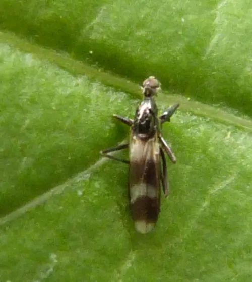 Tachydromia umbrarum - photo 2