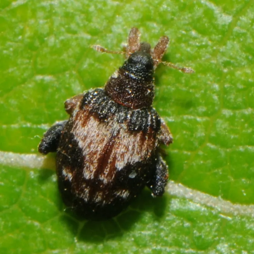 Tachyerges ephippiatus - photo 2
