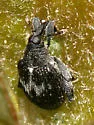Tachyerges niger - Tachyerges niger