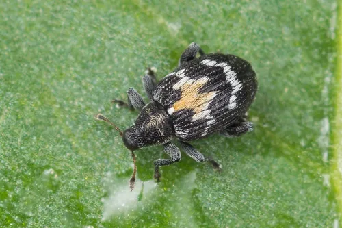 Tachyerges salicis