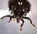 Tachygonus centralis