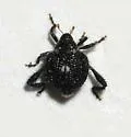 Tachygonus centralis - photo 2