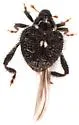 Tachygonus centralis - photo 3