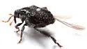 Tachygonus centralis - photo 4
