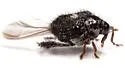 Tachygonus centralis - photo 5